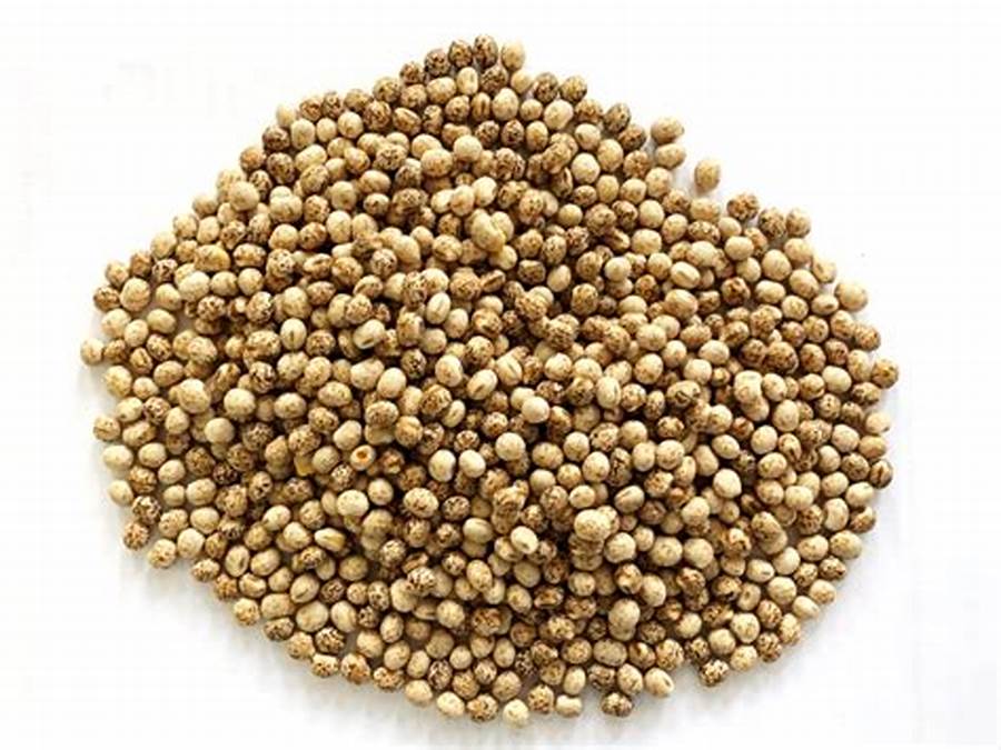 Dhaniya sabit( دھنیا ثابت)